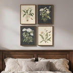 Framed Vintage Botanical Floral Wall Art by Cuspin